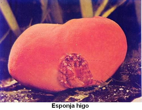 Esponja higo.jpg